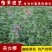 美女樱花苗庭院花卉风景树花境植物绿化树苗花卉绿化工程苗木