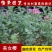 美女樱花苗庭院花卉风景树花境植物绿化树苗花卉绿化工程苗木