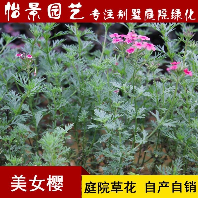 美女樱花苗庭院花卉风景树花境植物绿化树苗花卉绿化工程苗木