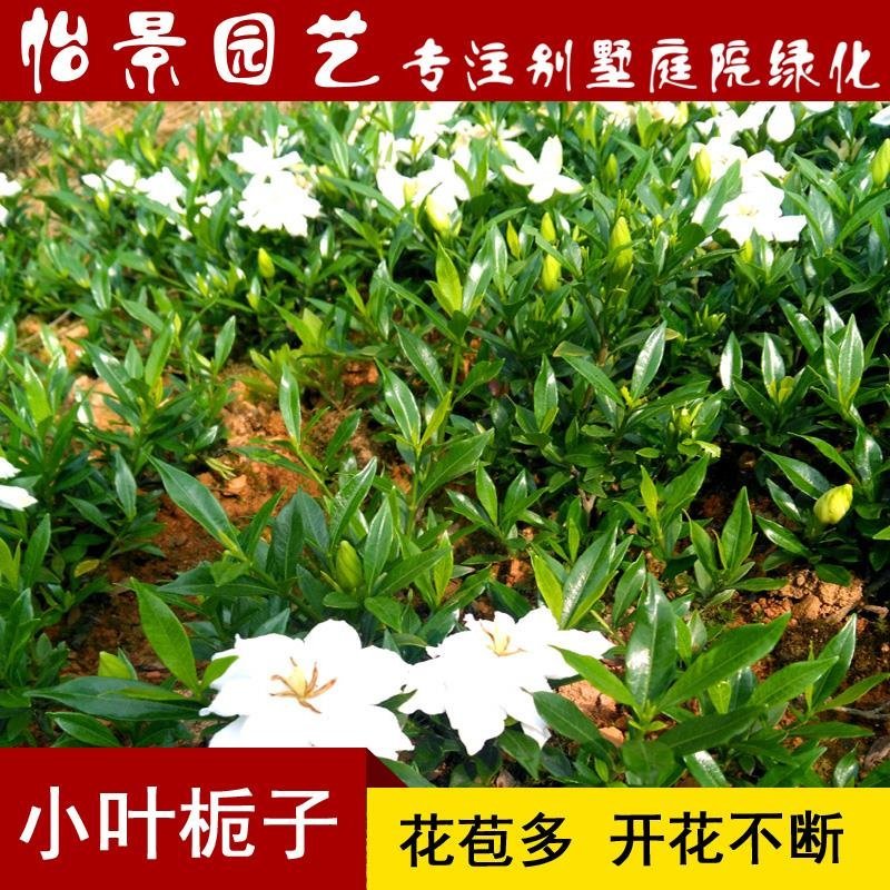小叶栀子花苗小叶桅子庭院花卉风景树花境植园林绿化工程苗木