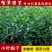 小叶栀子花苗小叶桅子庭院花卉风景树花境植园林绿化工程苗木