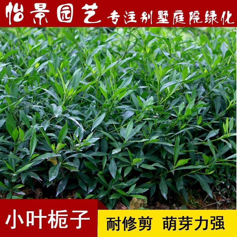 小叶栀子花苗小叶桅子庭院花卉风景树花境植园林绿化工程苗木