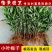 小叶栀子花苗小叶桅子庭院花卉风景树花境植园林绿化工程苗木