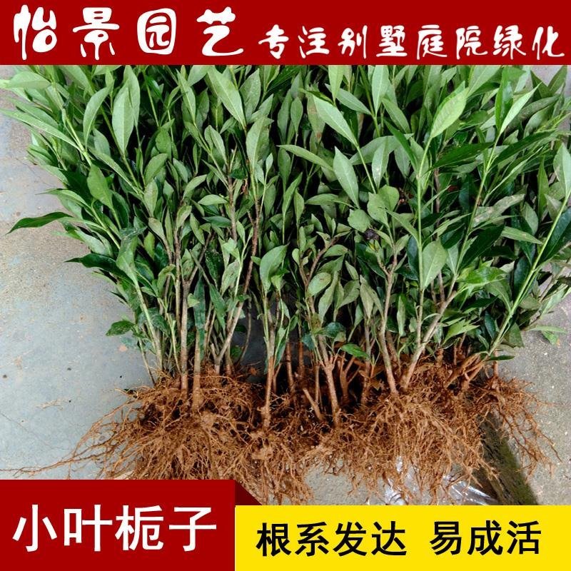小叶栀子花苗小叶桅子庭院花卉风景树花境植园林绿化工程苗木