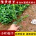 小叶栀子花苗小叶桅子庭院花卉风景树花境植园林绿化工程苗木