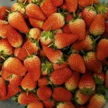 有机草莓，甜宝草莓
