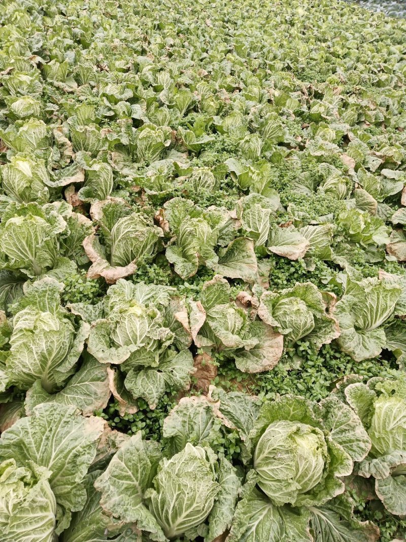 城固大白菜大量上市中2一3斤现货品种多样