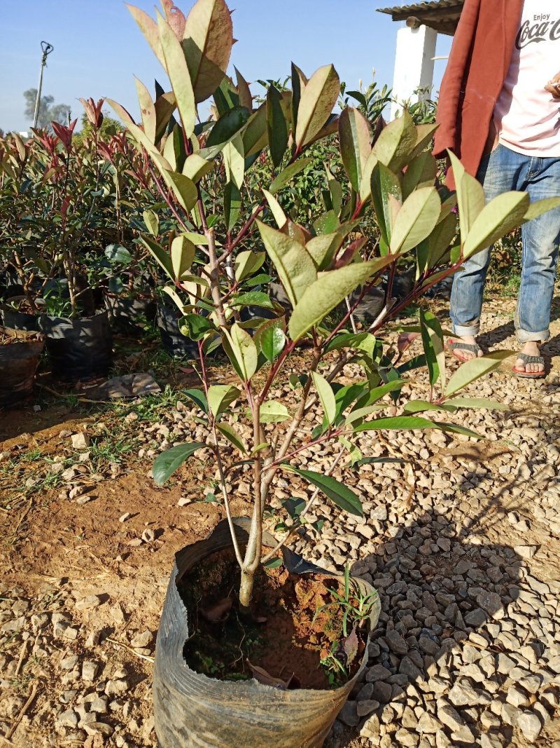 红叶石楠杯苗，红叶石楠小苗，云南红叶石楠苗圃直销，