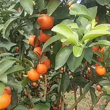 沙糖桔