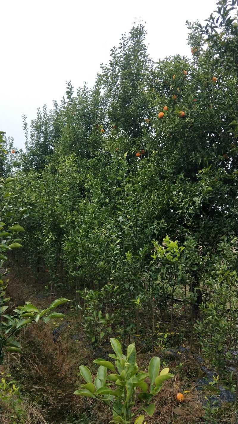 香橼苗
