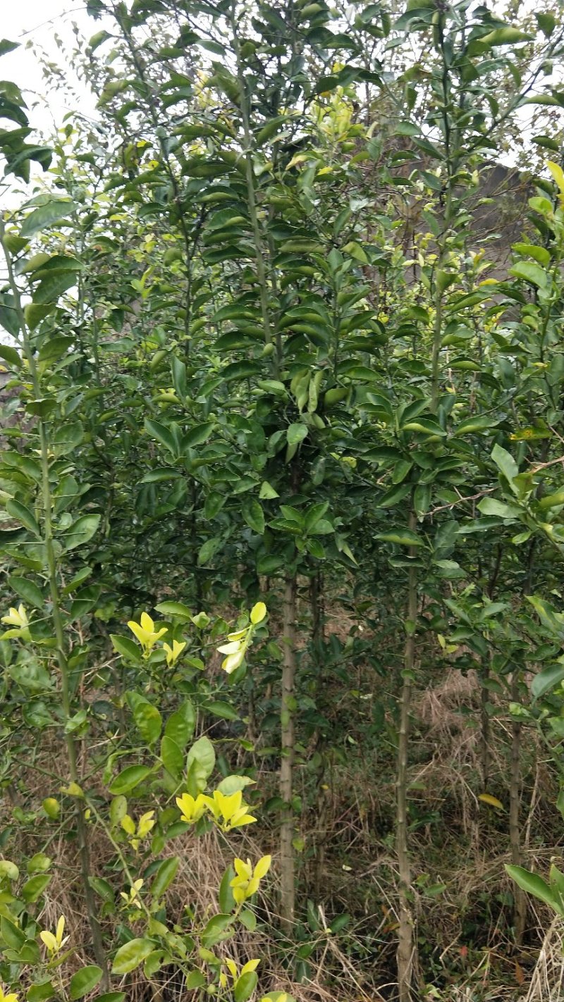 香橼苗