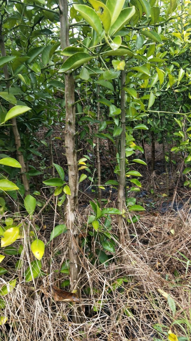 香橼苗