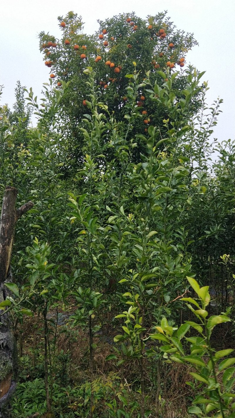 香橼苗