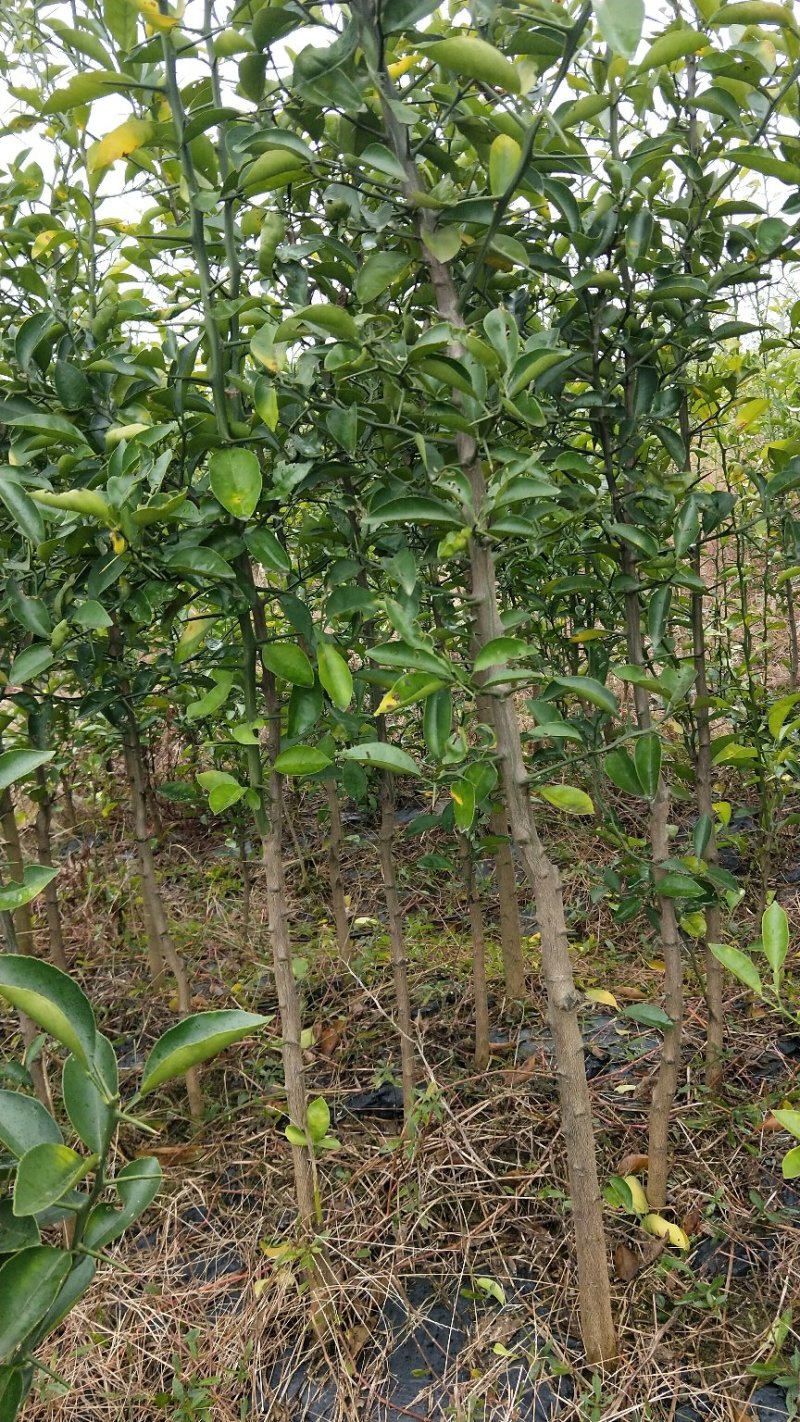 香橼苗