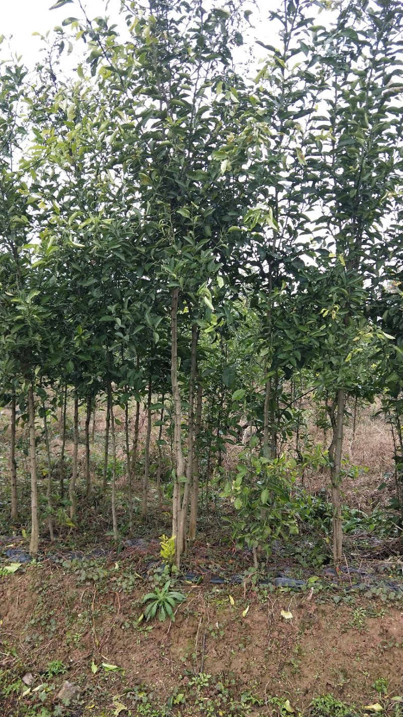 香橼苗