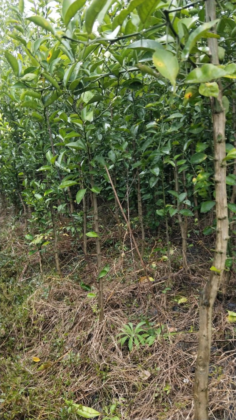 香橼苗