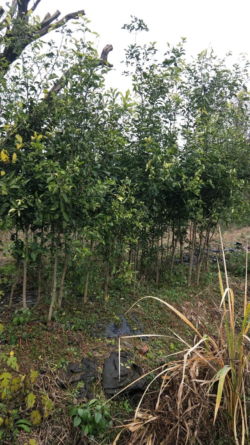 香橼苗