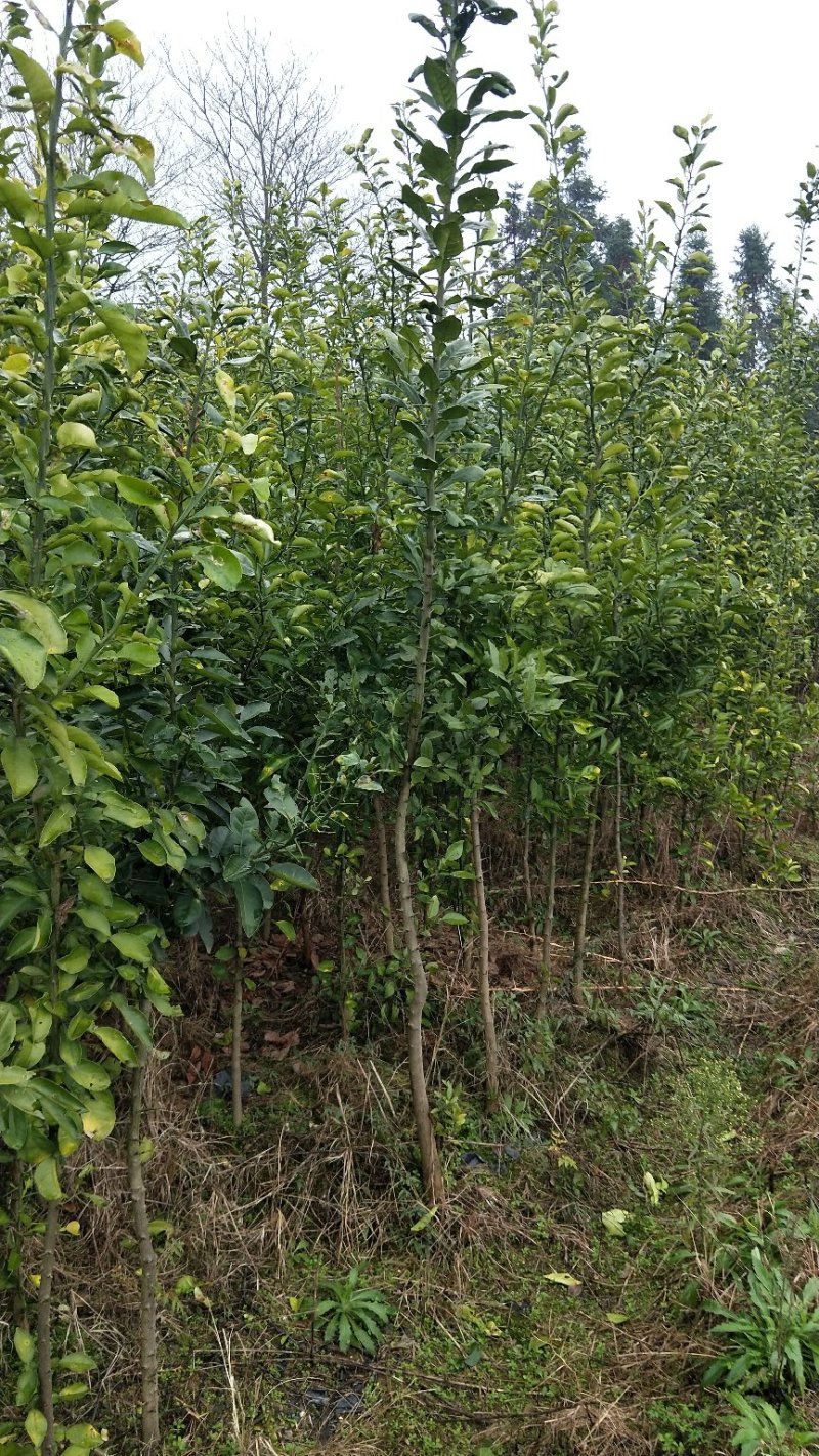 香橼苗