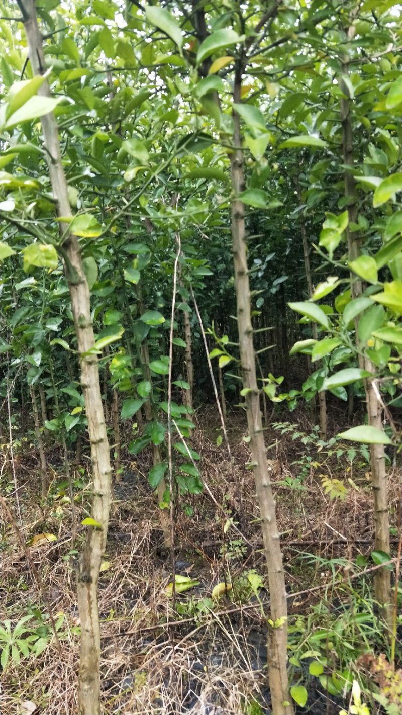 香橼苗
