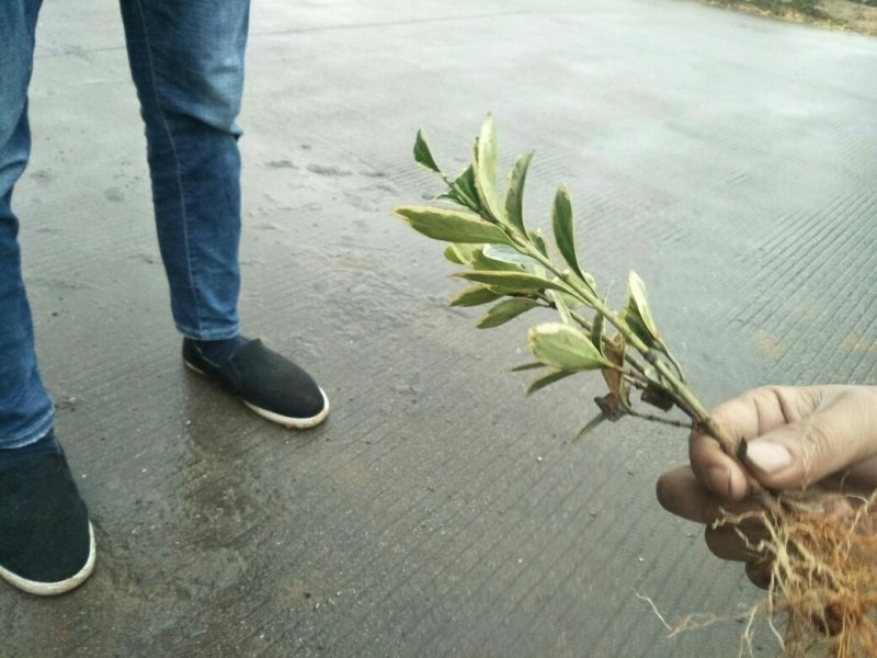 竹类植物