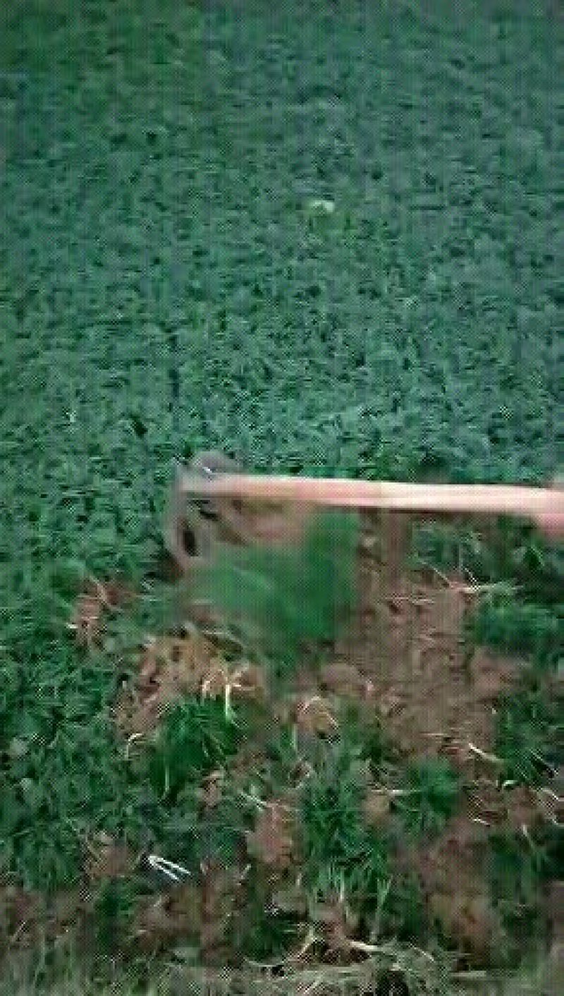 竹类植物