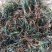 竹类植物