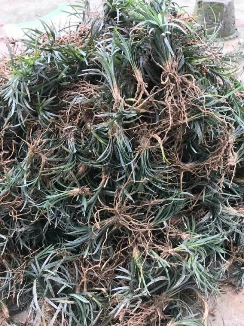 竹类植物