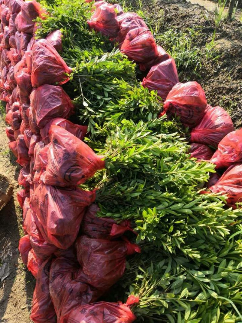 竹类植物