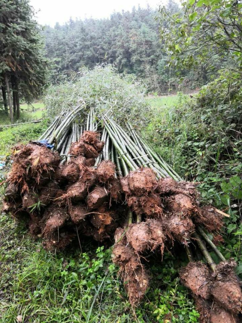 竹类植物