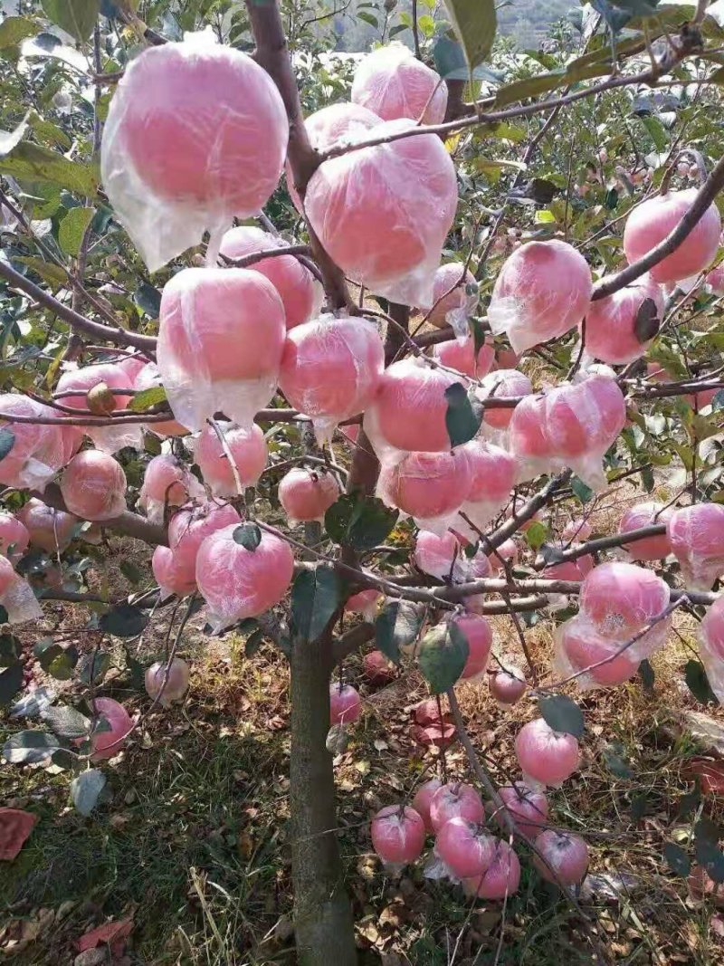 【红富士苹果】山东红富士大量上市产地直发可视频看货