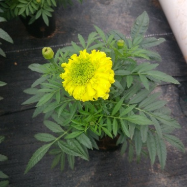 万寿菊，广东省佛山基地直销