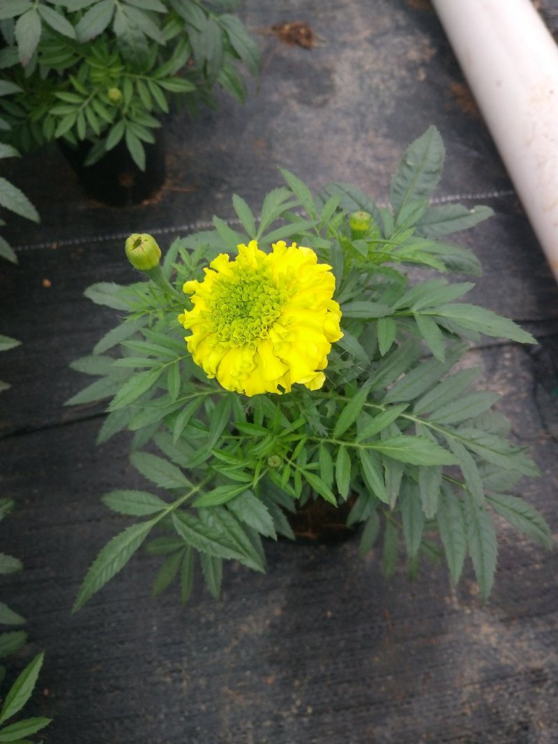万寿菊，广东省佛山基地直销