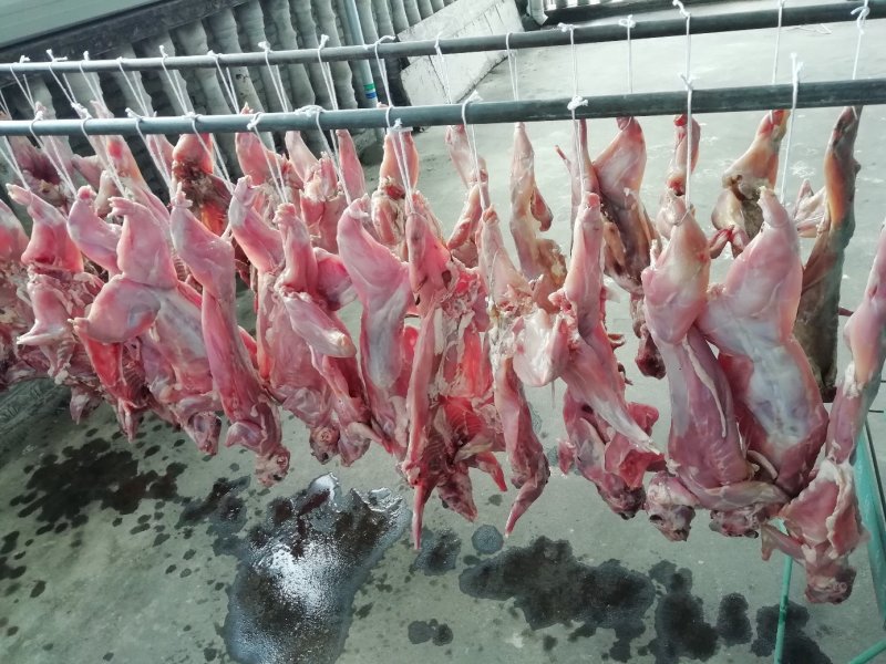 预售（2019年12月上市）腊兔子送礼佳品