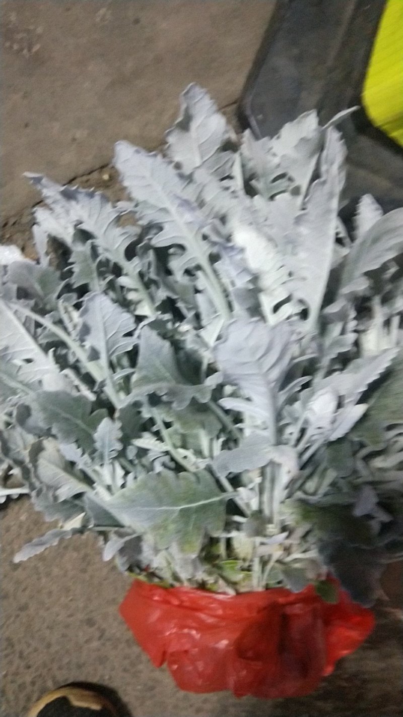 银叶菊