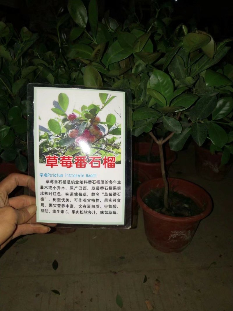草莓味番石榴苗3年苗适合南北种植红番石榴苗