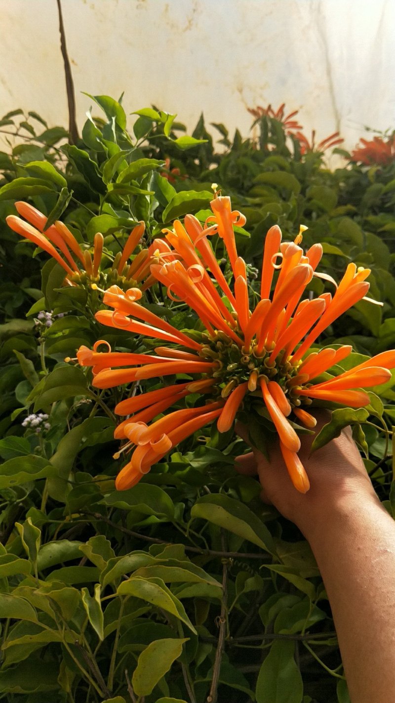 炮杖花