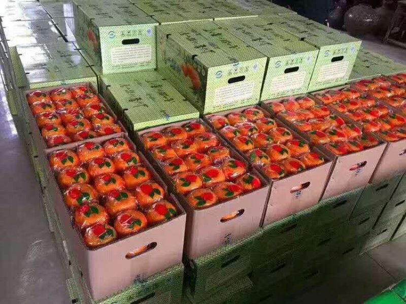 {推荐}长阳椪柑无籽椪柑个大味甜产地直发果园鲜果