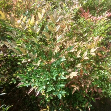 蓝天竹30-80厘米高