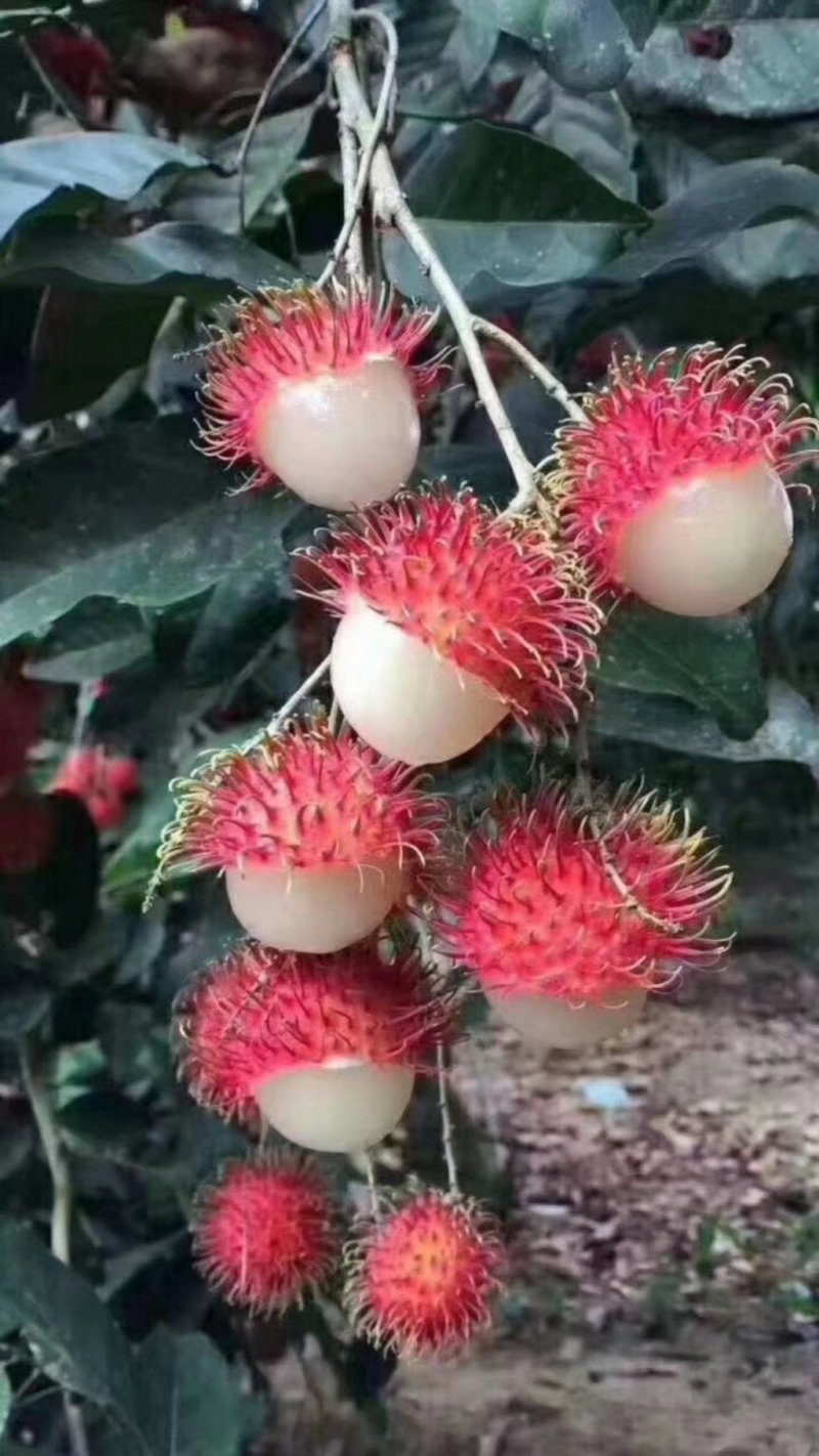 红毛丹苗嫁接苗两年嫁接苗越南红毛丹苗