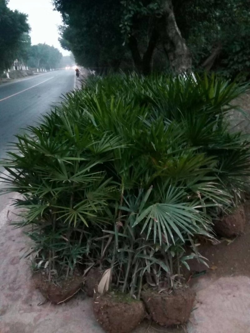 棕竹