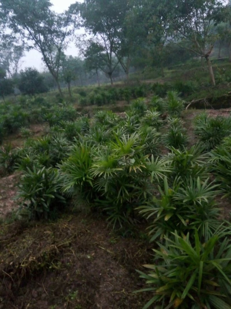 棕竹