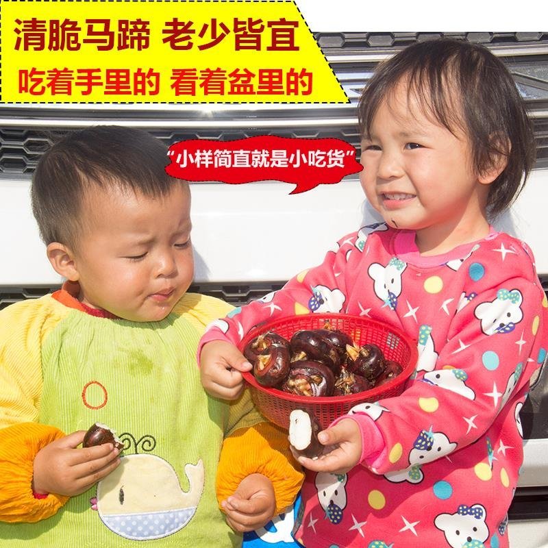 赣南正宗大马蹄，簸箕，白棋，孛荠