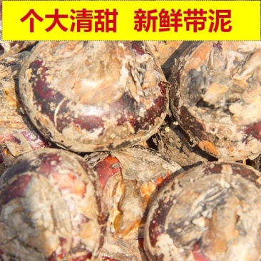 赣南正宗大马蹄，簸箕，白棋，孛荠