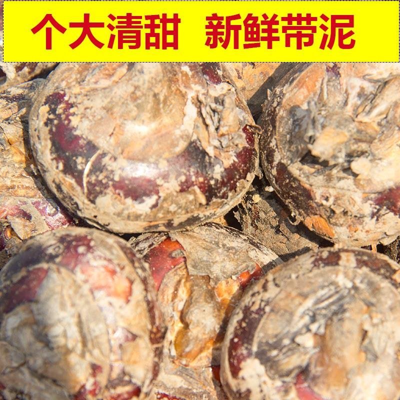 赣南正宗大马蹄，簸箕，白棋，孛荠