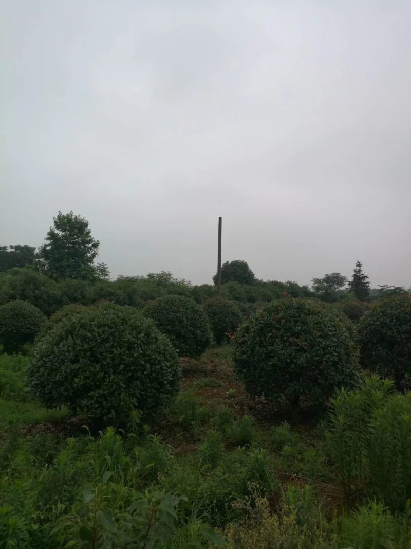1米到4米红叶石楠球，红叶石楠球大量出售中