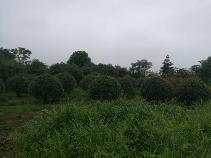 1米到4米红叶石楠球，红叶石楠球大量出售中