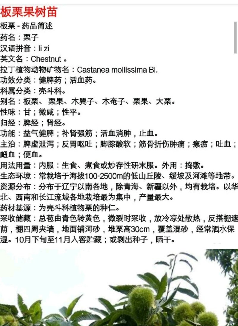 大红袍板栗苗3年苗80～1cm包邮