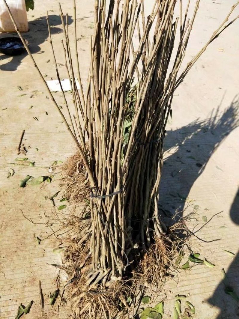 大红袍板栗苗3年苗80～1cm包邮