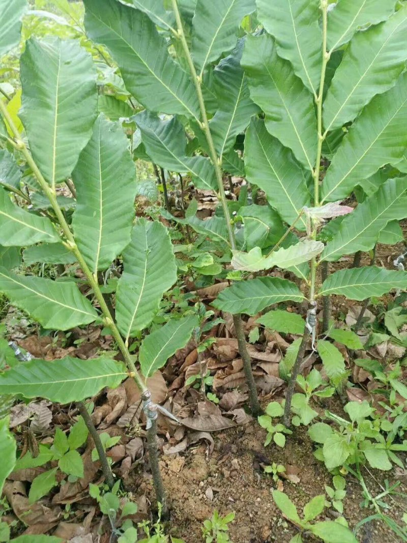 大红袍板栗苗3年苗80～1cm包邮
