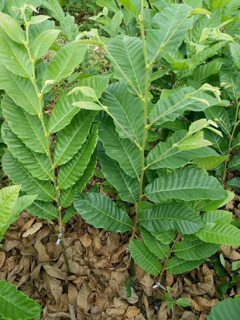 大红袍板栗苗3年苗80～1cm包邮